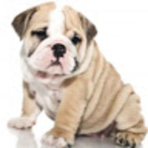 Meet your Posher, Bresnia